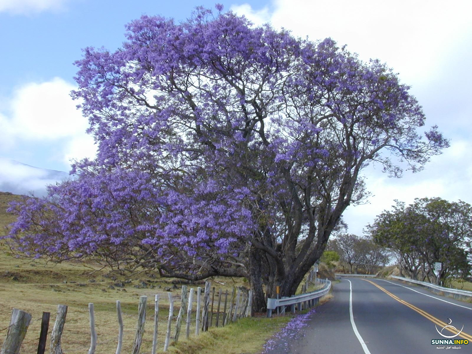 شجرة الجكارندا : Jacaranda mimosifolia