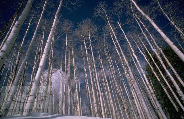 poplar trees شجر الحور