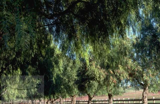 بستان و أشجار