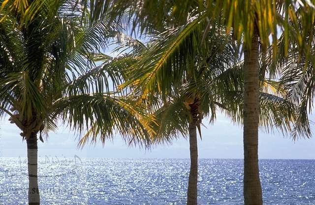 palm trees and the sea نخيل و بحر