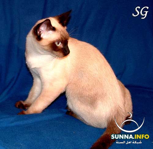 القط السيامى ( siamese)