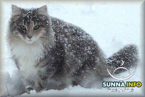 قط الغابة النرويجى Norwegian Forest