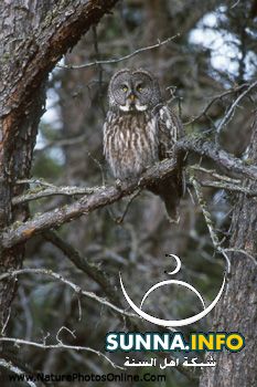 owl in spring