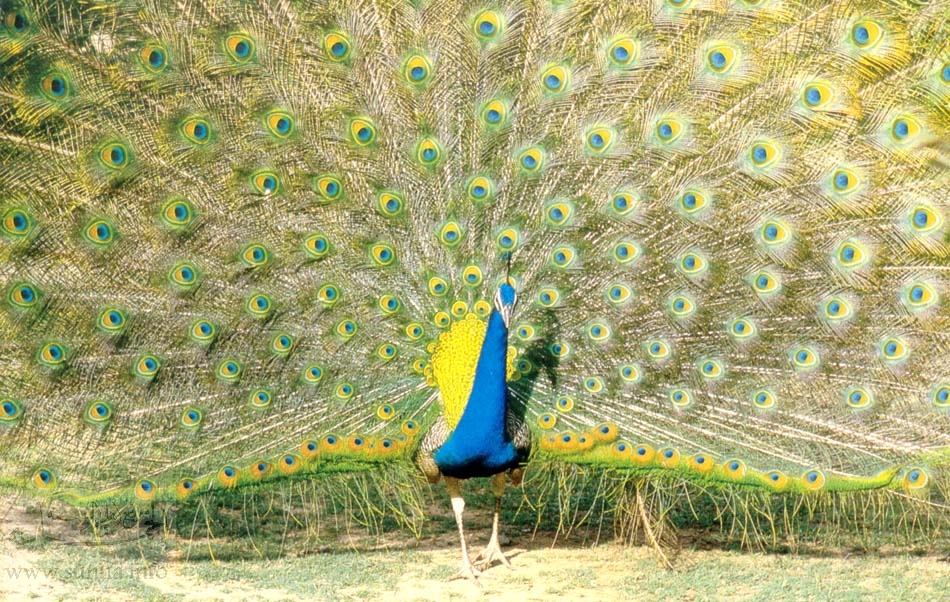 Peacock