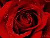 red rose