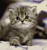 cute kitten قطة