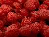 Raspberry عليق توت أرض