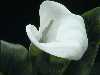 وردة بيضاء