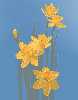 Daffodil النرجس البري