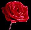 rose روز