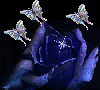 blue rose وردة زرقاء وفراشات