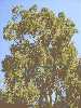 الكينا : Eucalyptus camaldulensis