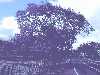 شجرة الجكارندا : Jacaranda mimosifolia