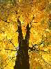 fall leaves اوراق الخريف