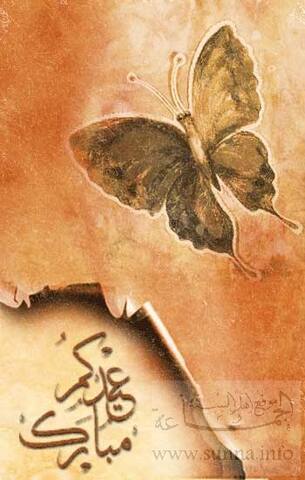 فراشة butterfly